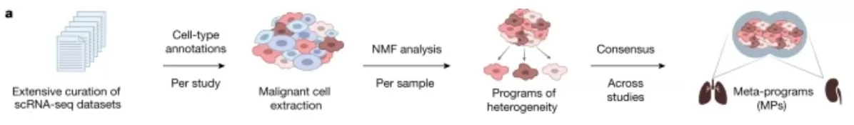 Schematic workflow from curated scRNA-seq datasets through cell-type annotation and malignant-cell extraction, NMF per sample to derive heterogeneity programs, and consensus across studies to define meta-programs (MPs).
